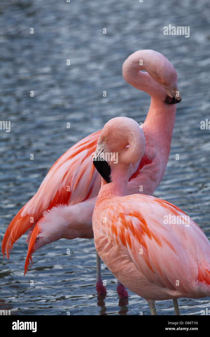 Chilean Flamingos (Phoenicopterus chilensis). Pair preening neck feathers. Stock Photo