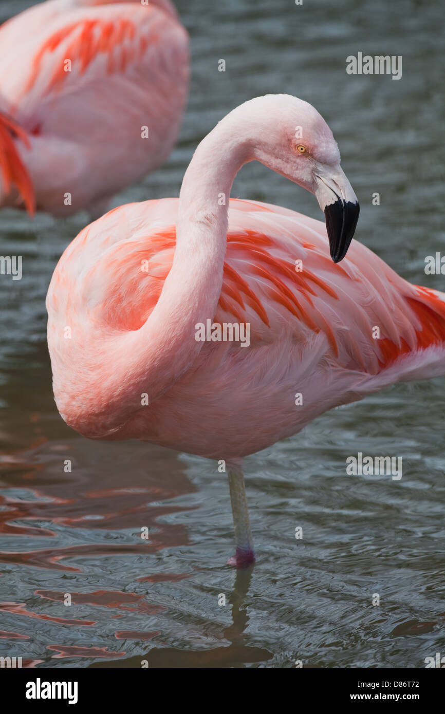 Chilean Flamingo (Phoenicopterus chilensis). Identification of this