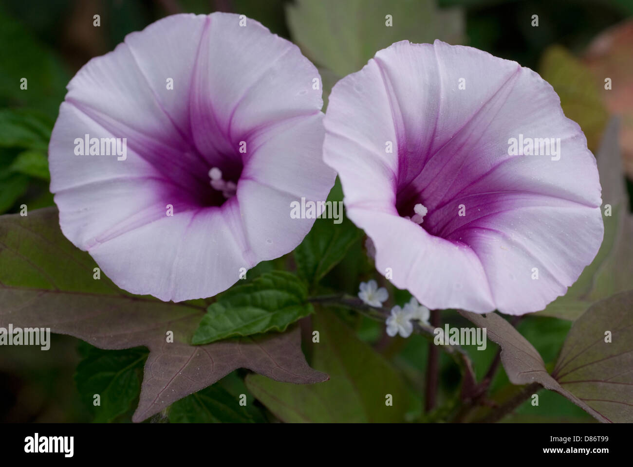 Wild Purple Bindweed High Resolution Stock Photography and Images - Alamy