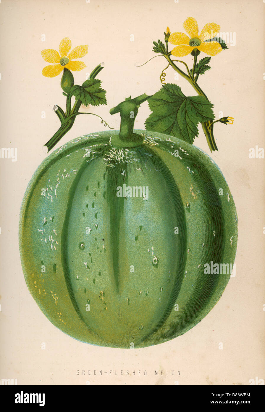 Melon Green 1871 Stock Photo