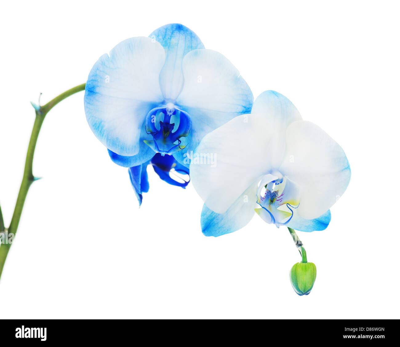 Real blue orchid arrangement centerpiece isolated on white background