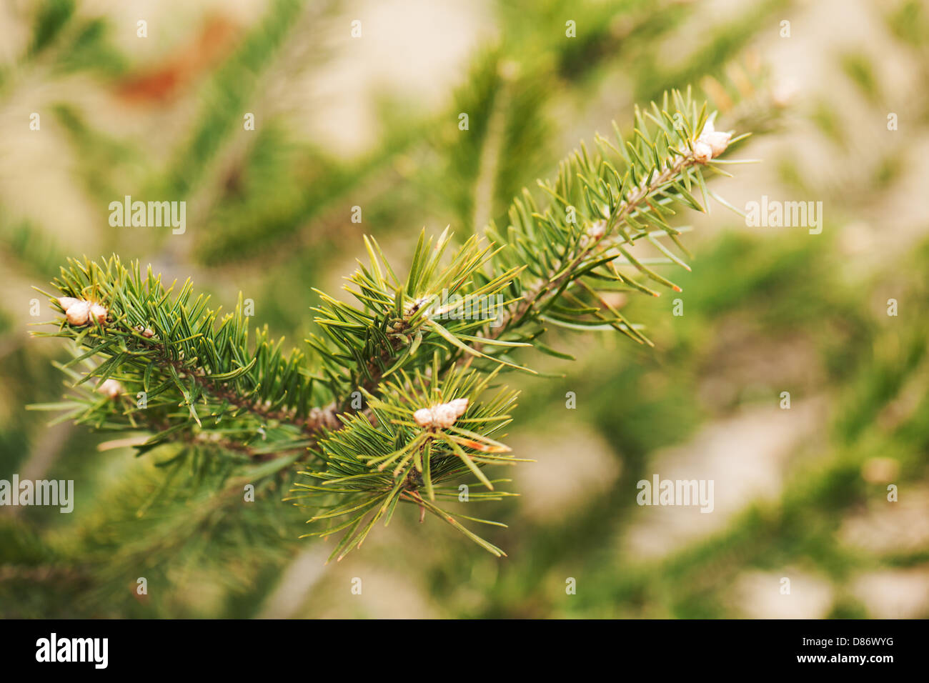 Green branch of the pine tree. Close up photo. Stock Photo