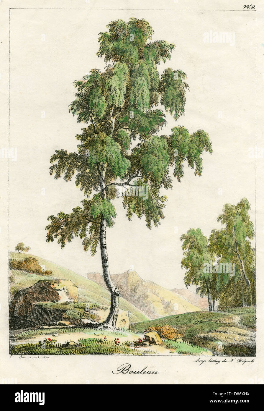 Silver Birch Tree 1819 Stock Photo