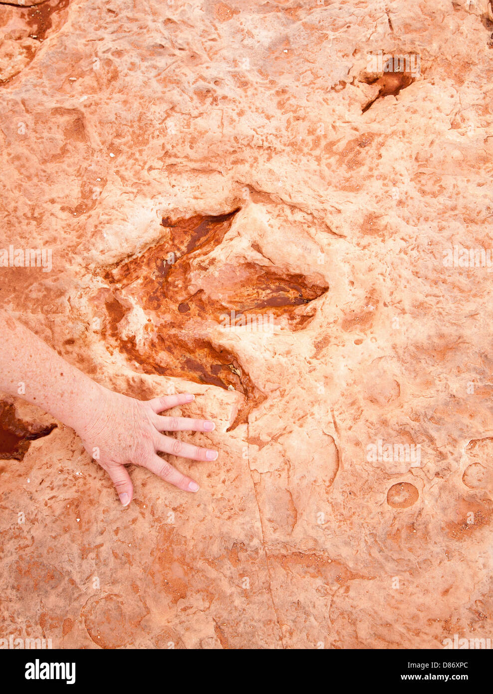 dinosaur footprint with a woman's hand alongside to provide scale in the location of Tuba City Arizona.. Stock Photo