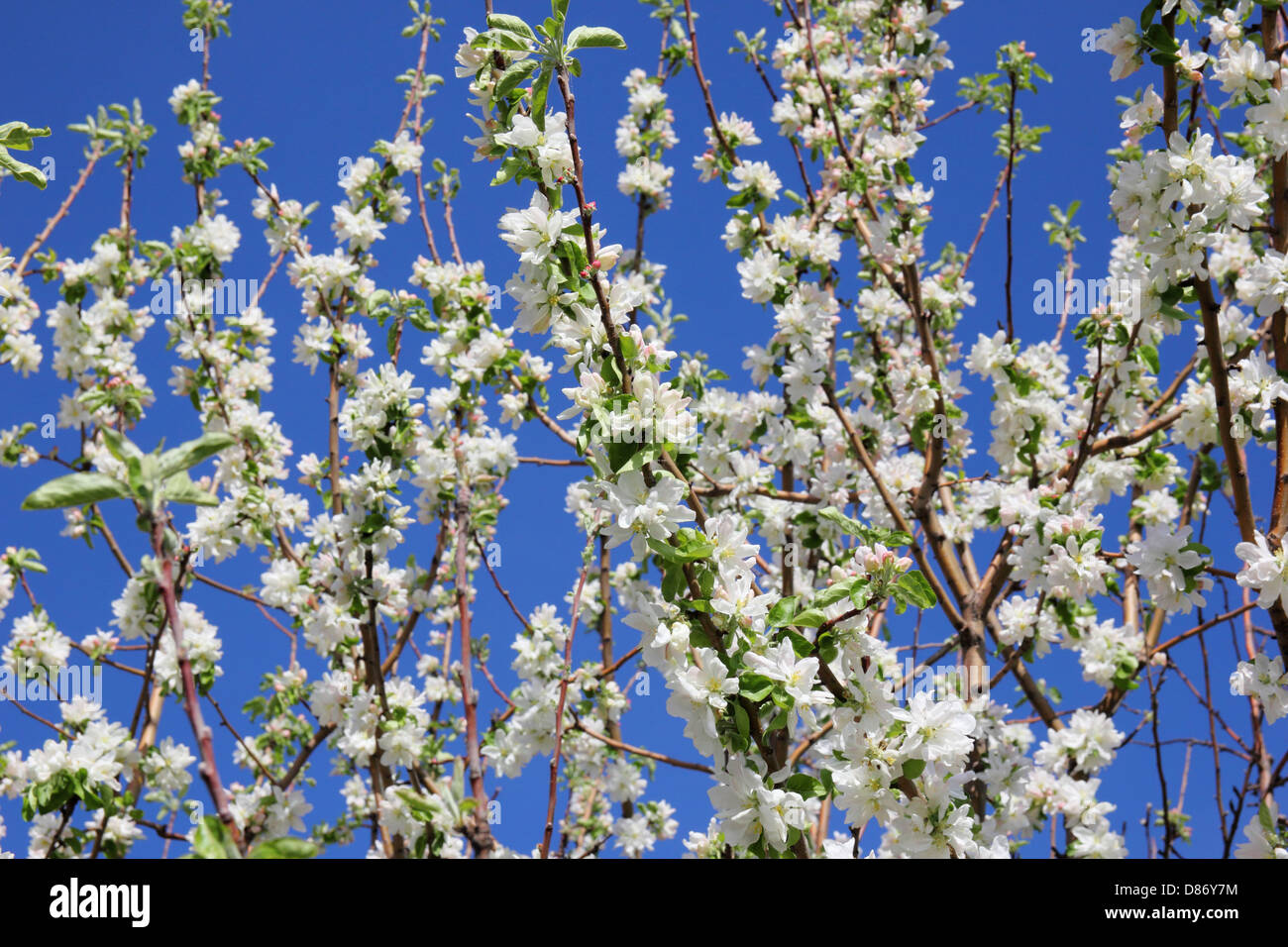 blooming apple tree branches against the blue sky Stock Photo - Alamy