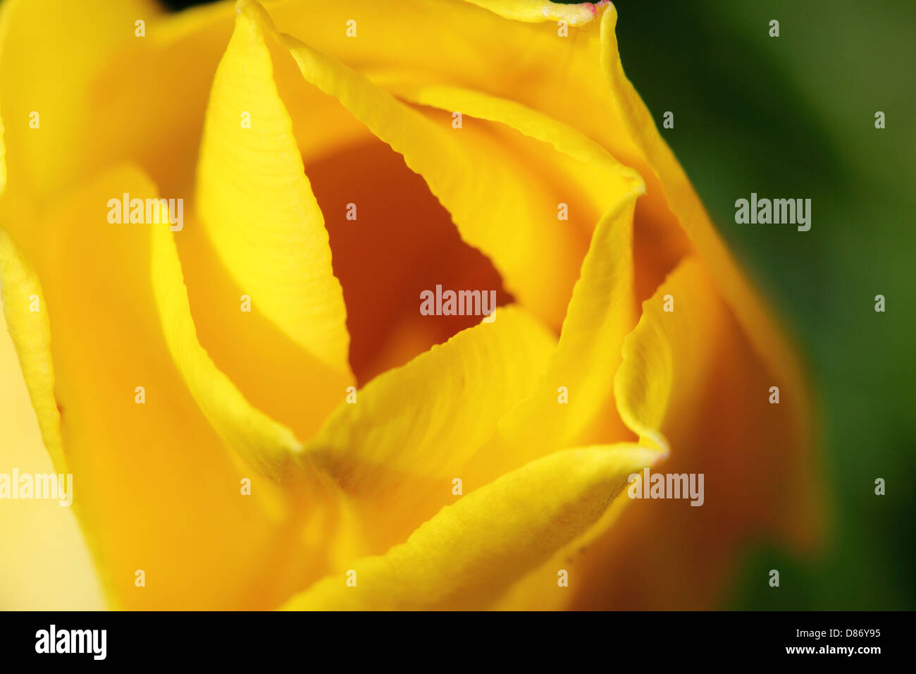 yellow tulip flower on a green background Stock Photo - Alamy