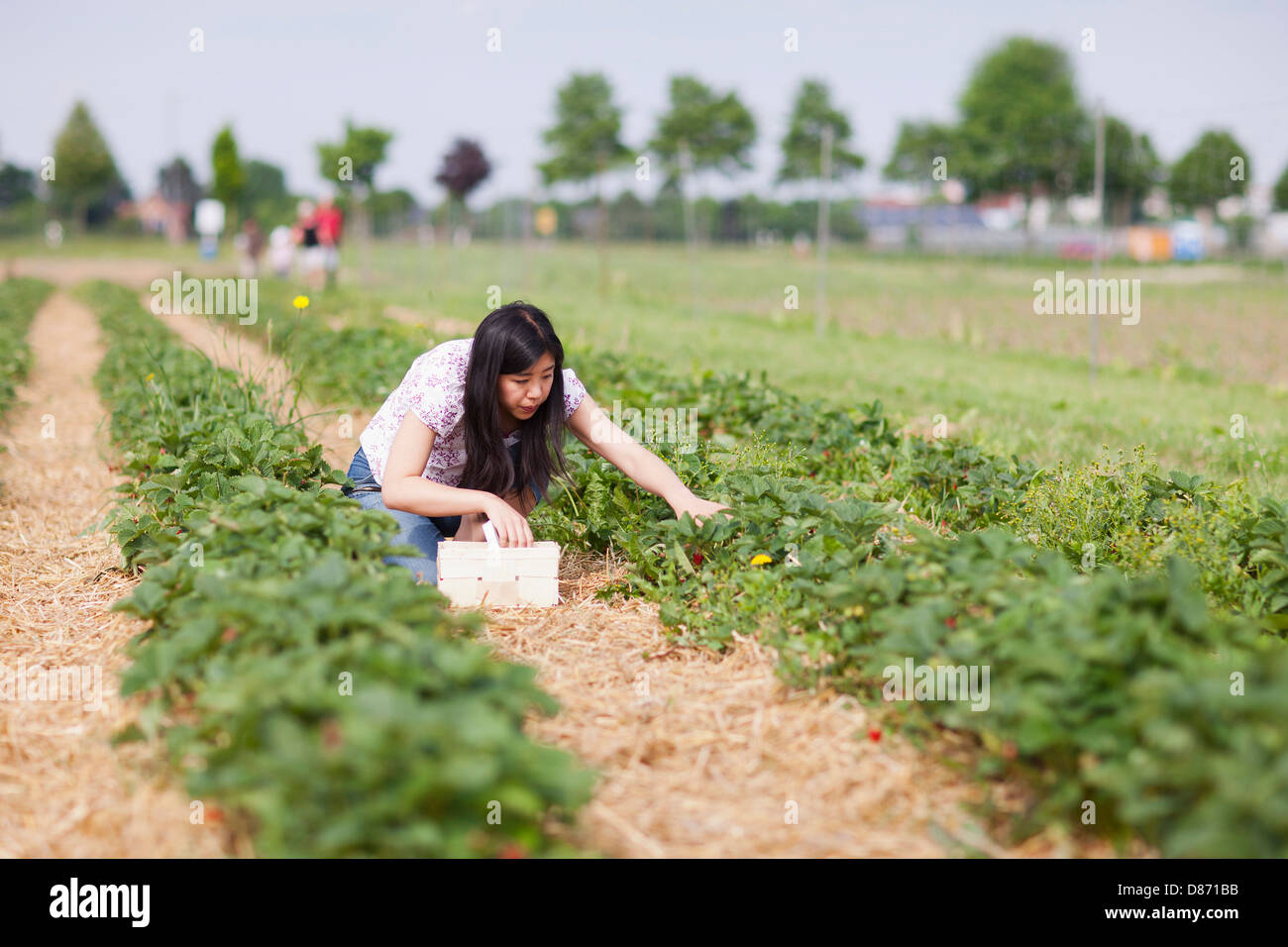 Germany, Bavaria, Young Japanese woman picking fresh strawberries in ...