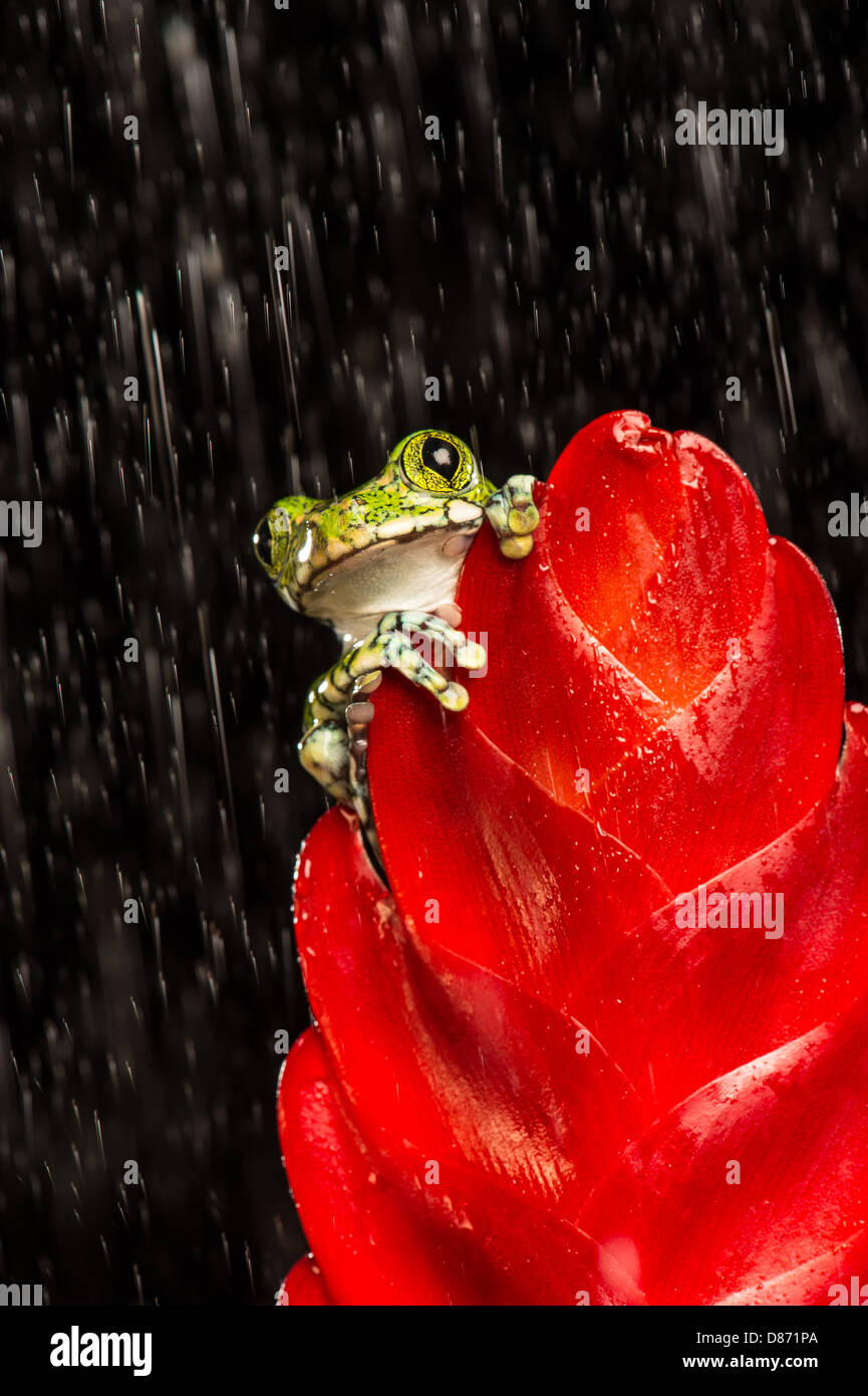 Peacock Tree Frog on plant Stock Photo Alamy