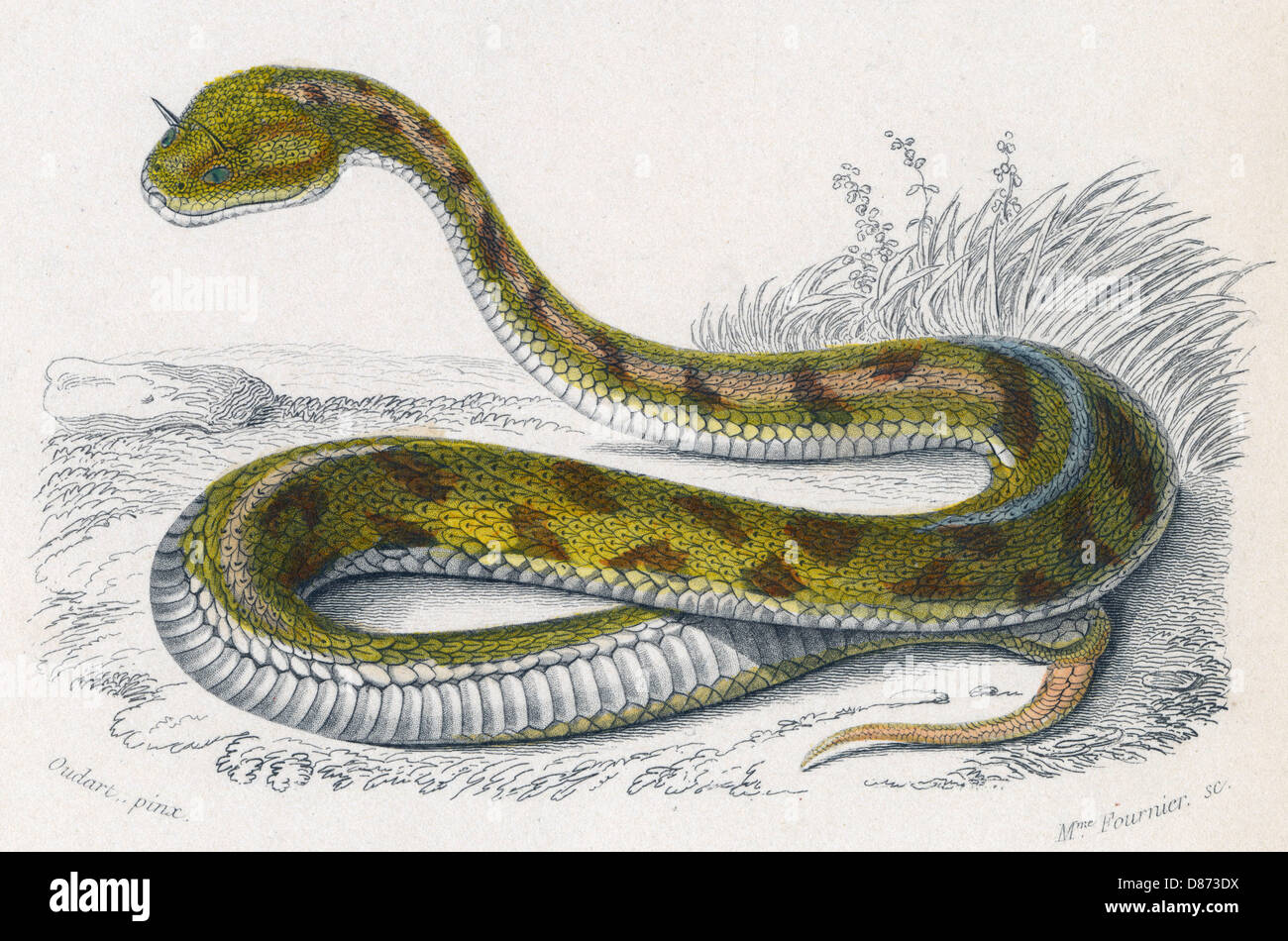 Egyptian horned viper hires stock photography and images Alamy