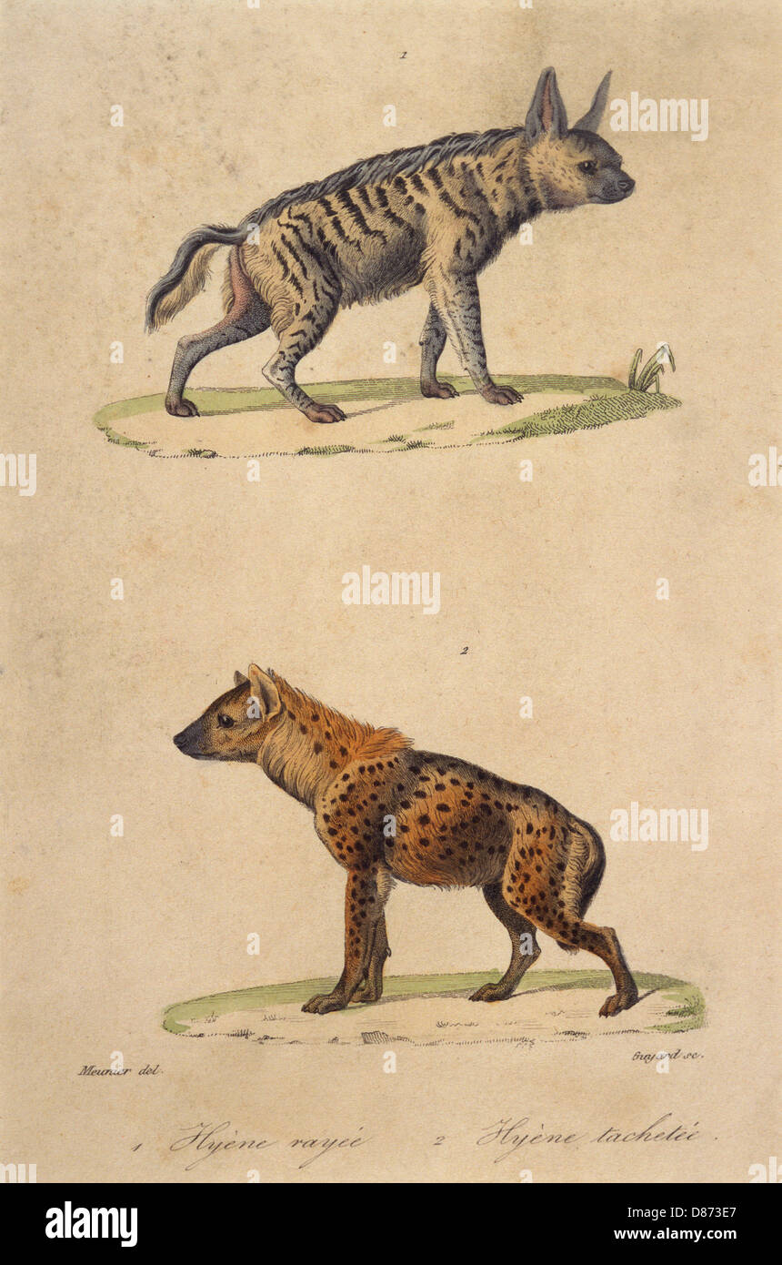 STRIPED & SPOTTED HYENA Stock Photo - Alamy