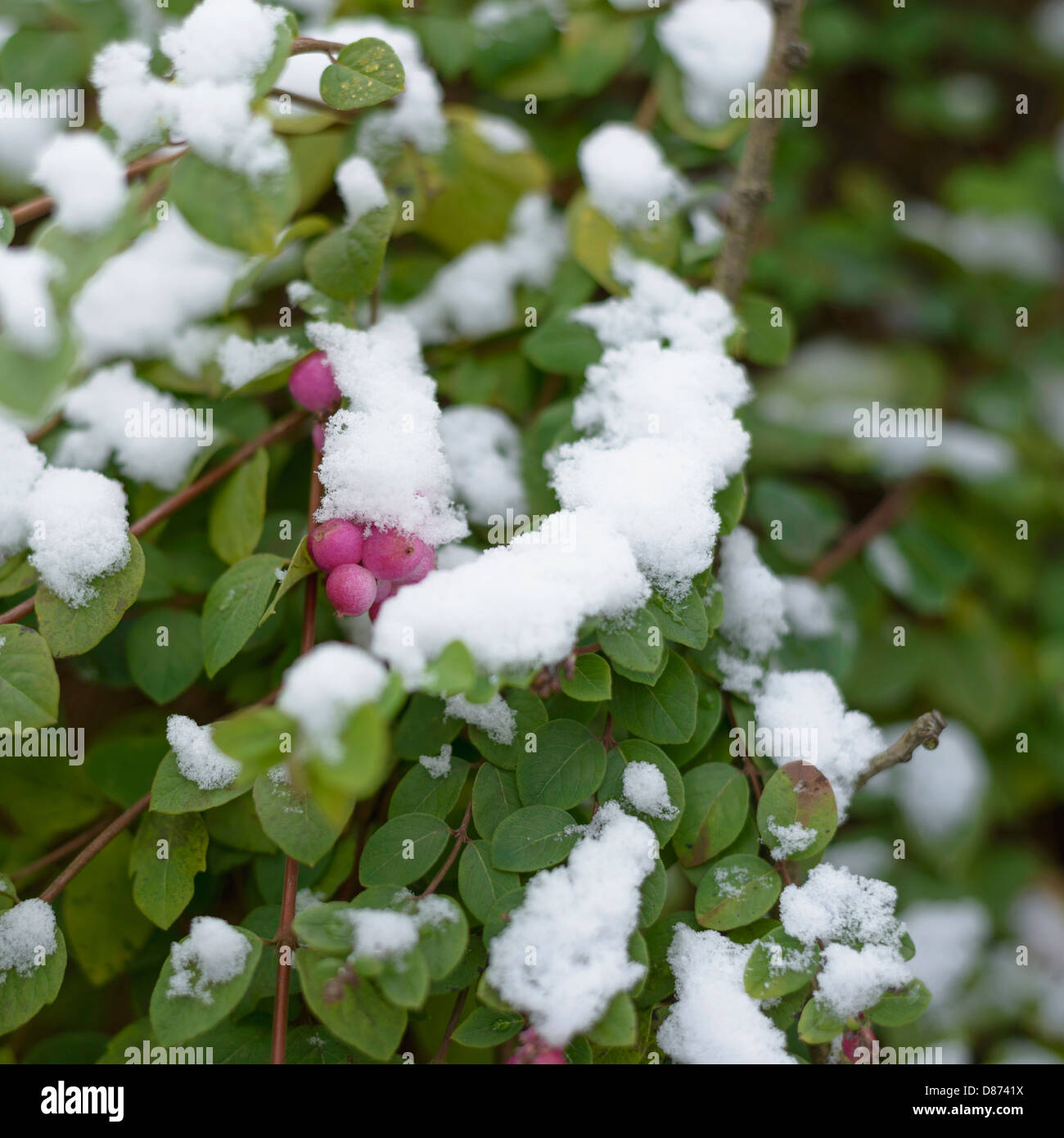 Germany, Shrub with pink berries covered with snow Stock Photo