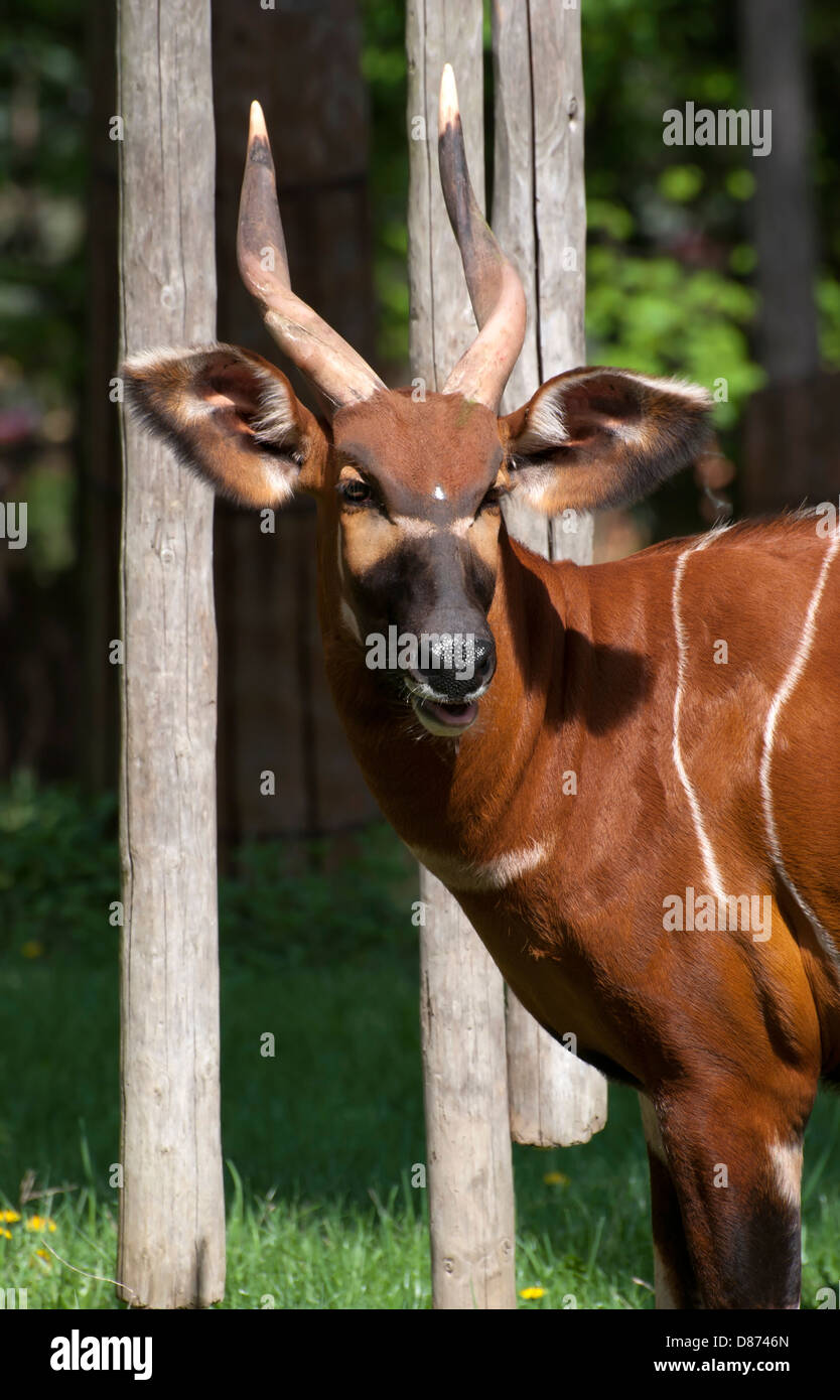 Bongo antelope (Tragelaphus euryceros) are cautiously looks around. Stock Photo