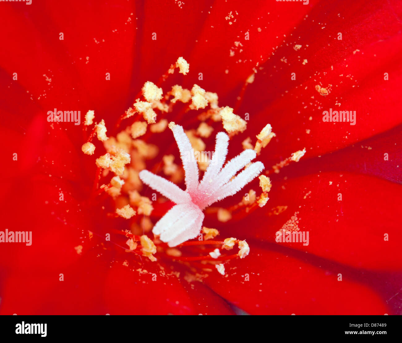 Macro photo of flowering cactus rebutia deminuta. Stock Photo