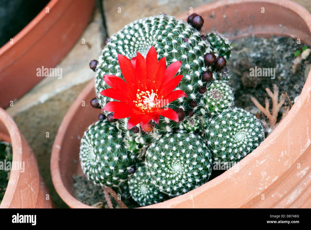 Flowering cactus rebutia deminuta in a flowerpot. Stock Photo