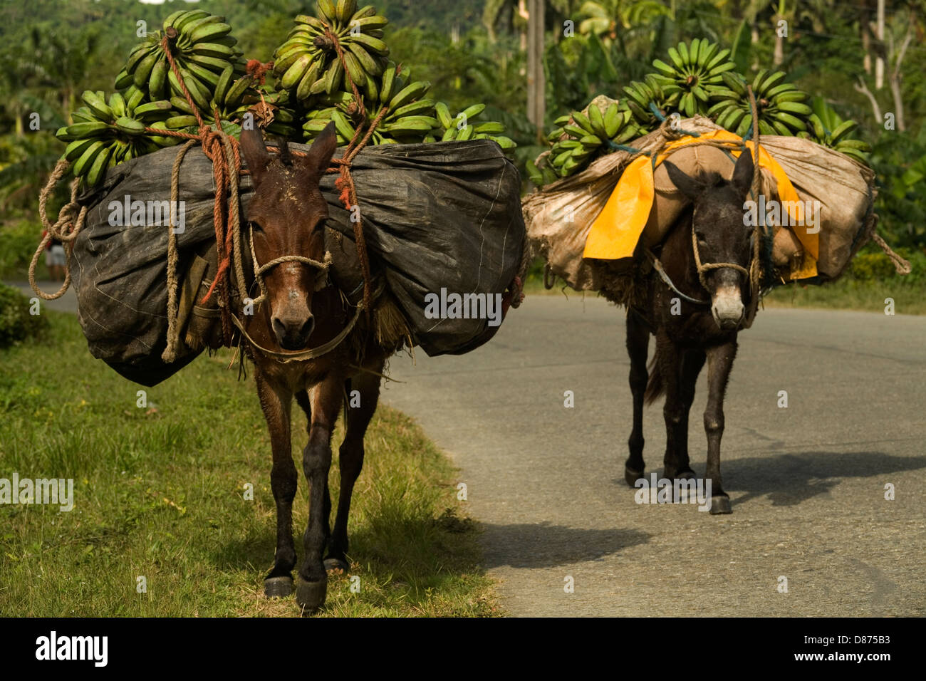 Banana train. Without access to vehicles, mules are the most trusted in  transporting agricultural and other products Stock Photo - Alamy