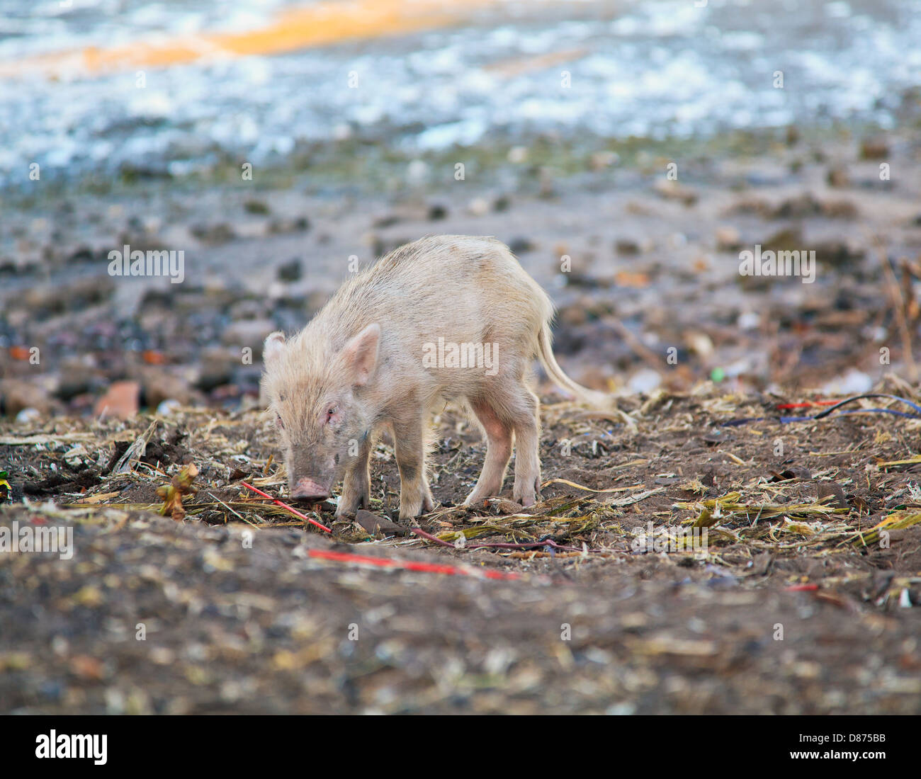 Square format color capture of a baby boar scavenging for food in the trash along the coastline at Okha, Gujarat, India Stock Photo