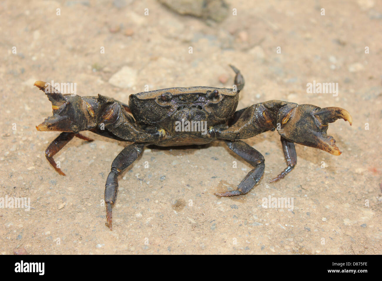 Middle image One brown healthy crab Scylla serrate from Kerala (live mud crabs or mangrove crab, black crab) economically import Stock Photo