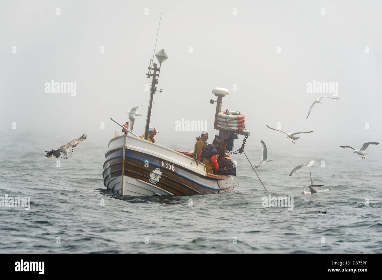 Gulls fight for scraps as three lobster fishermen in a boat ply their trade off the North Sea coast, East Riding of Yorkshire. Stock Photo