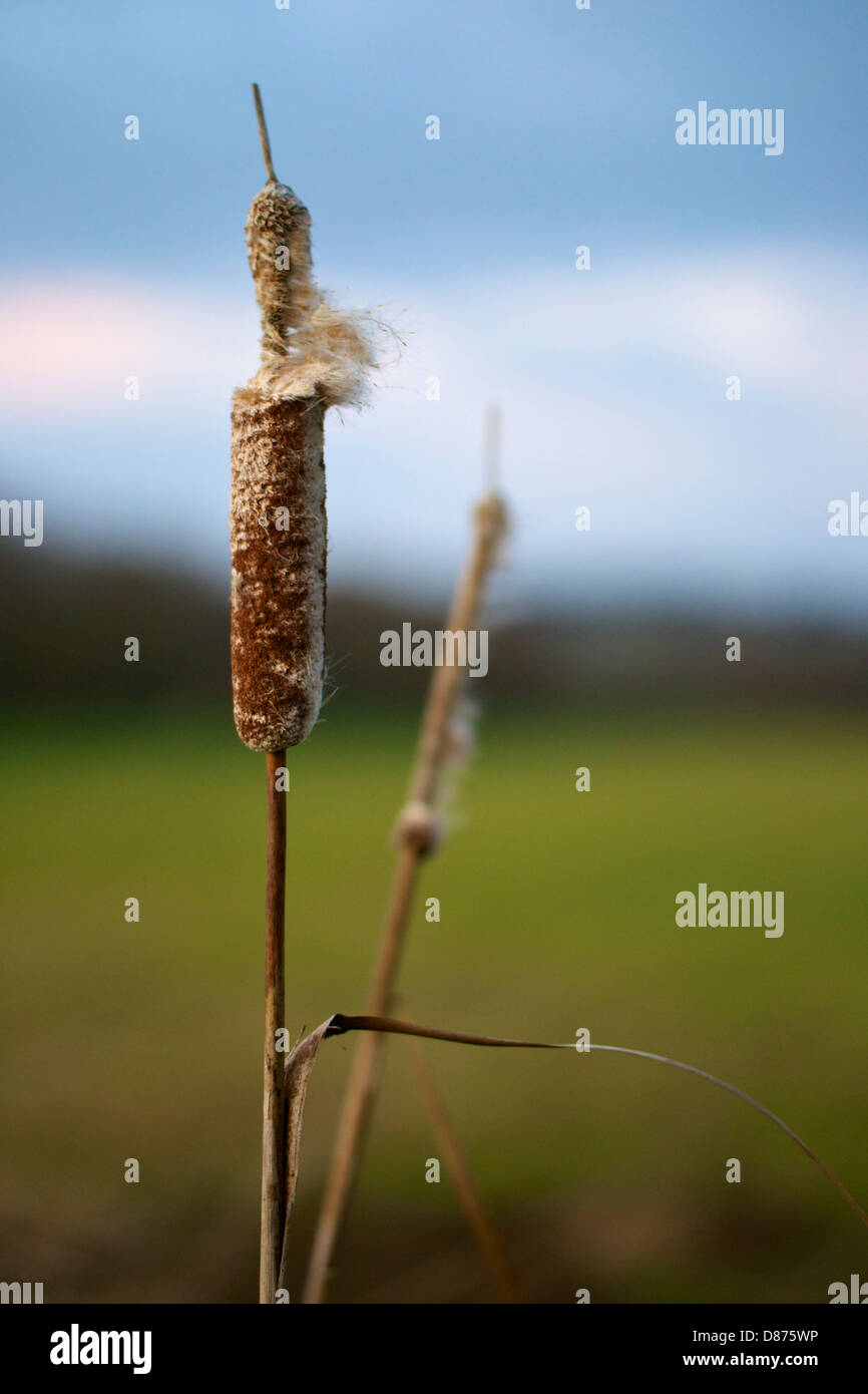 Germany, Hesse, View of bulrush Stock Photo