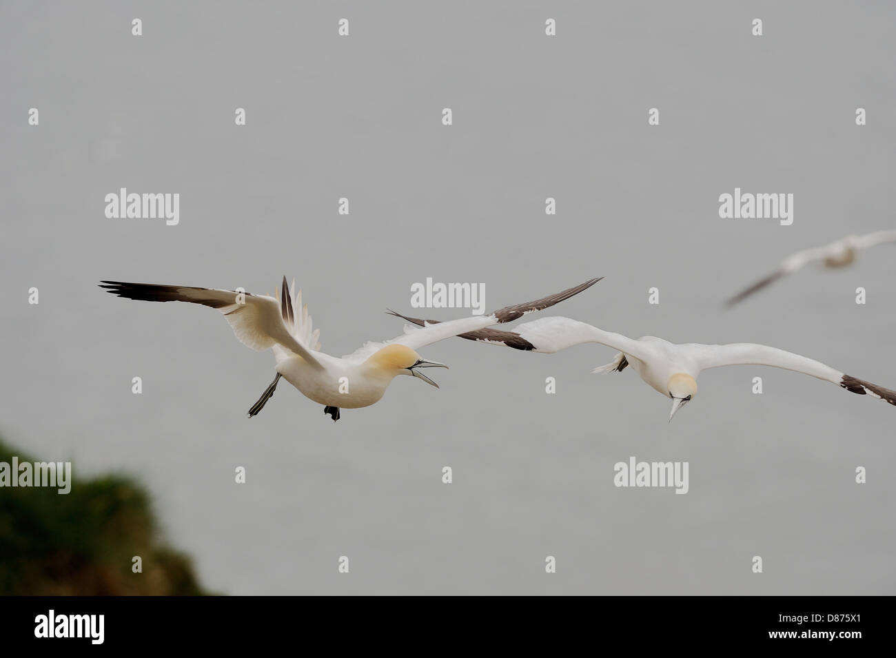 Two northern gannets (Morus bassanus, Sula bassana) fly close to each other and one gives a warning call. Stock Photo