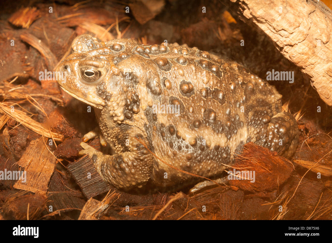 American toad (Bufo americanus) Stock Photo