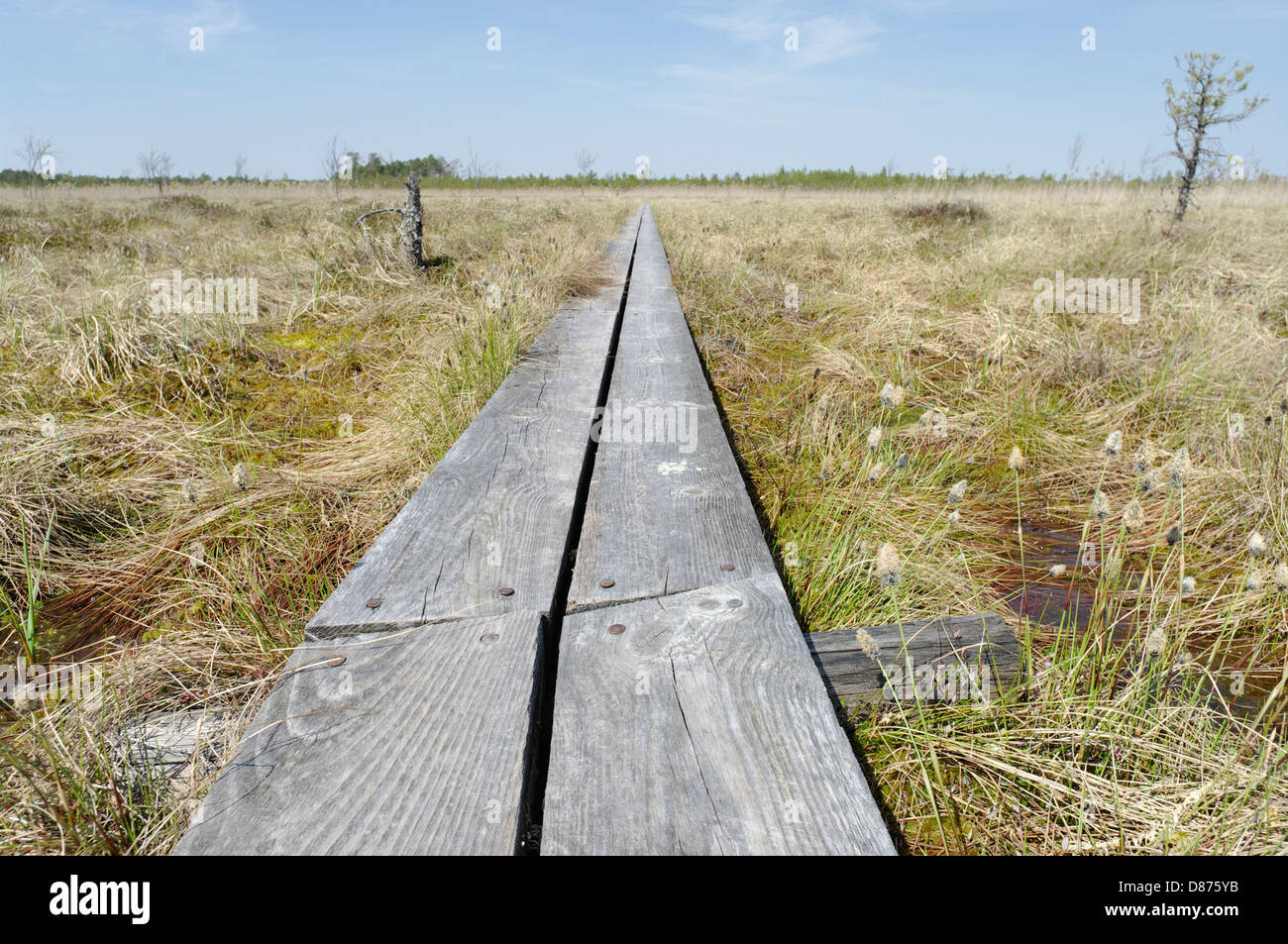 Selli-Sillaotsa Hiking Trail, Alam-Pedja Nature Reserve, Estonia Stock ...