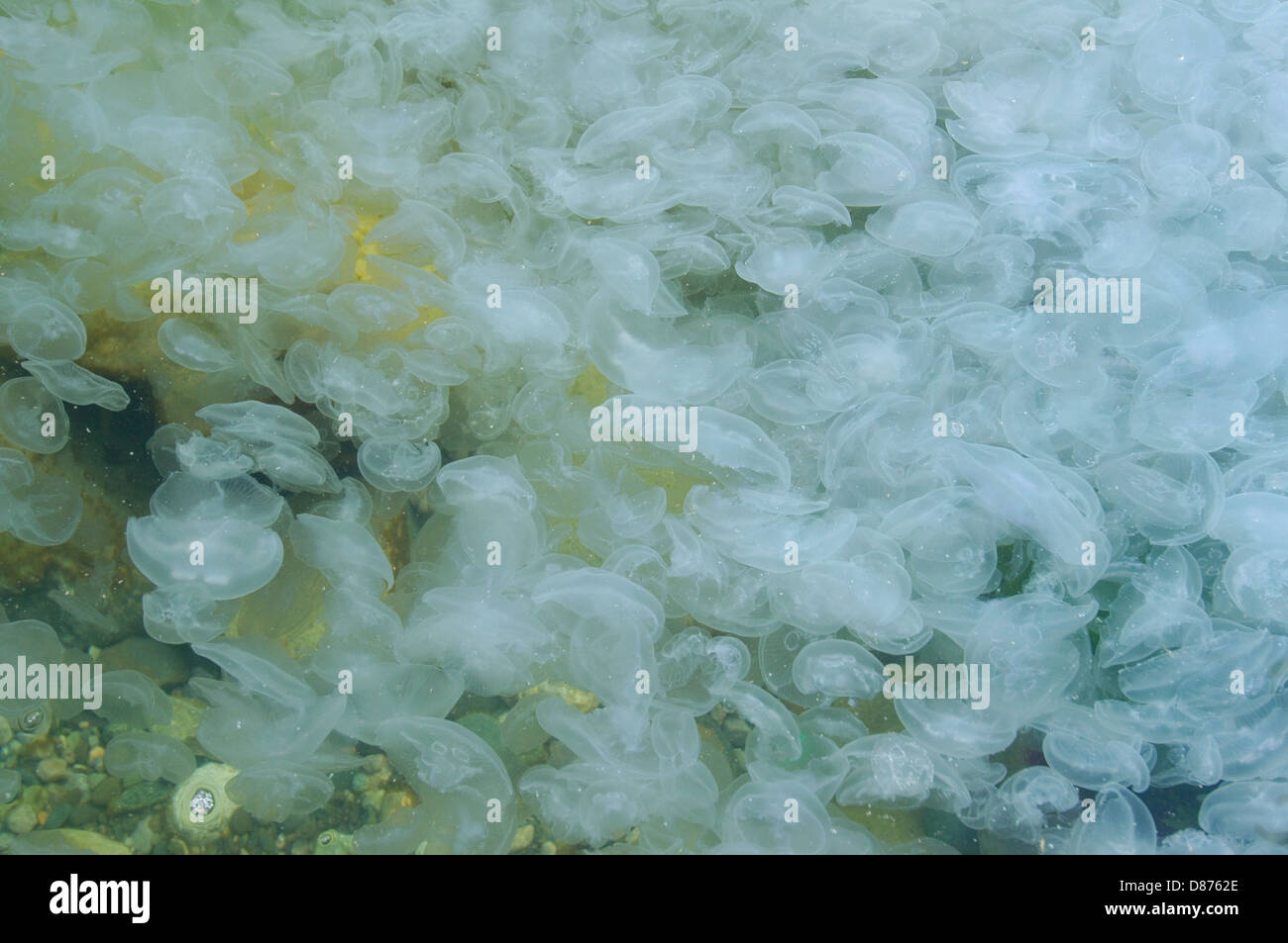 Large accumulation of jellyfish Aurelia (Aurelia aurita) in shallow water, Black sea, Yalta, Crimea, Ukraine, Eastern Europe Stock Photo