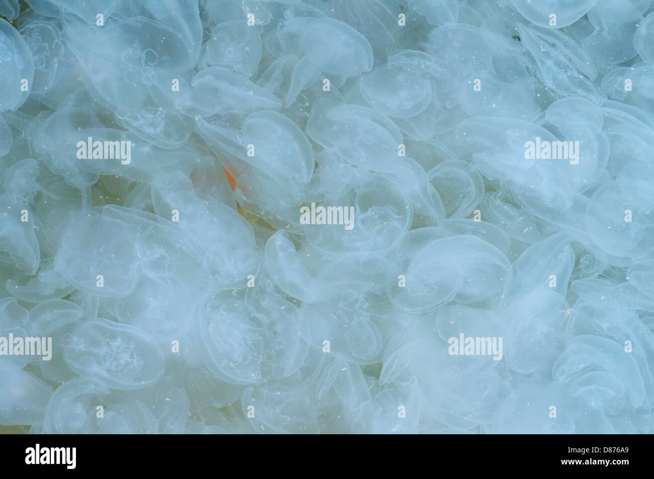Large accumulation of jellyfish Aurelia (Aurelia aurita) in shallow water, Black sea, Yalta, Crimea, Ukraine, Eastern Europe Stock Photo