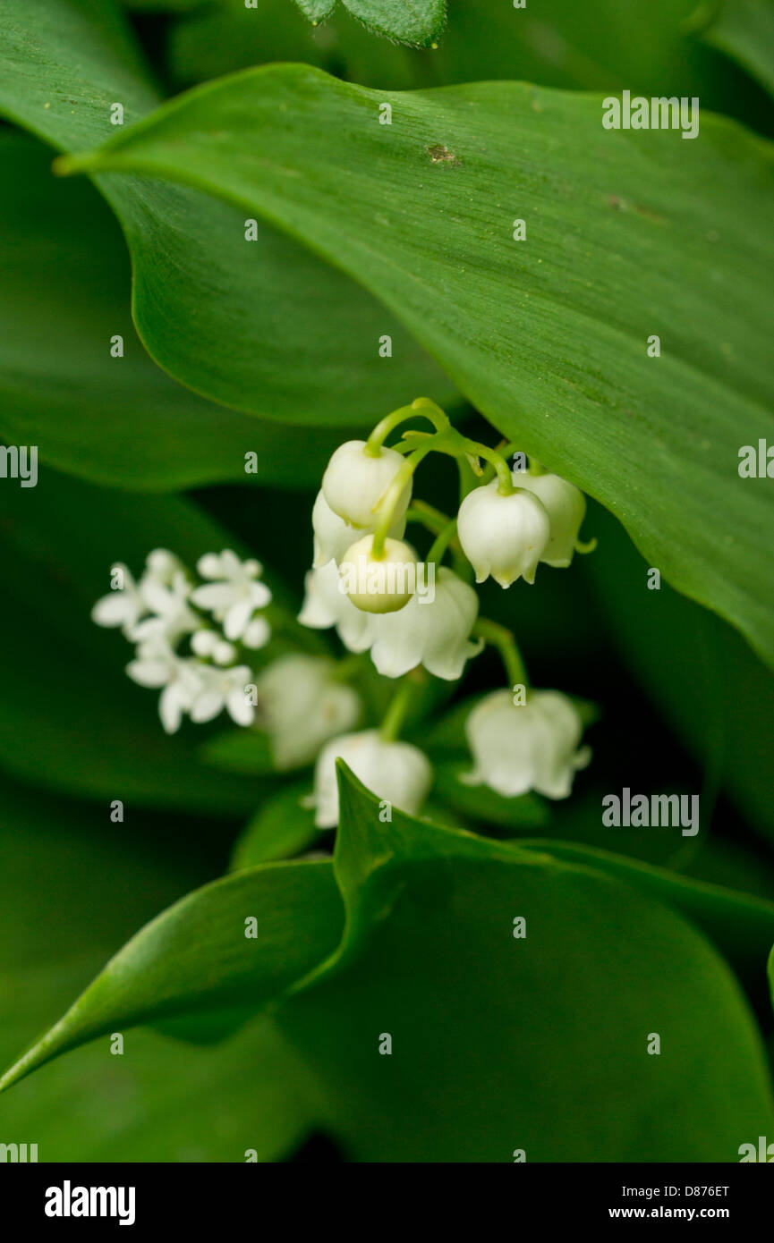 lily of the Valley Stock Photo Alamy