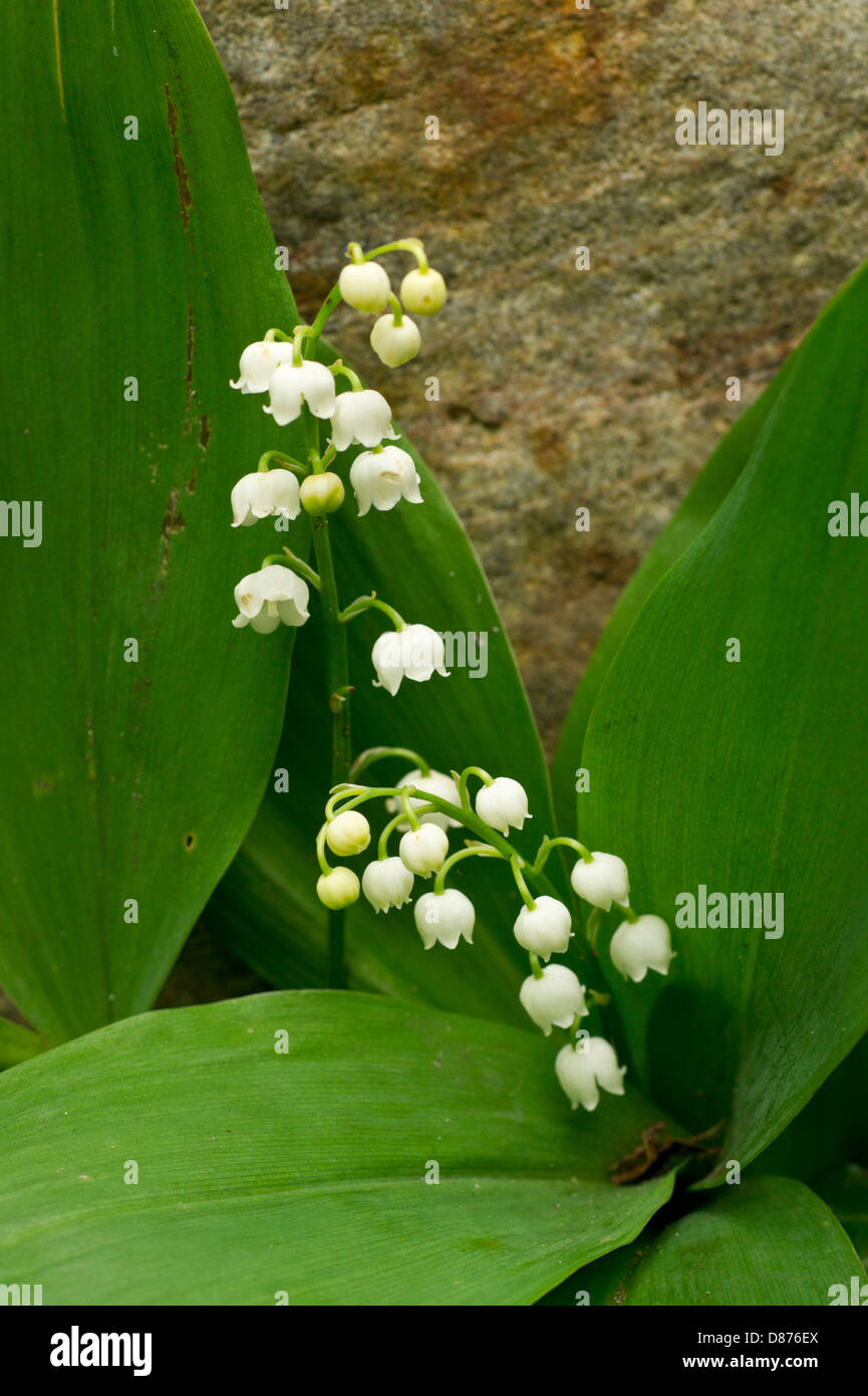lily of the Valley Stock Photo Alamy