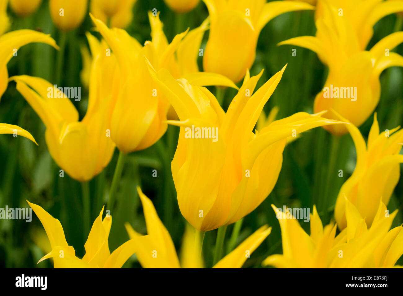 Field of Yellow Tulips Stock Photo - Alamy