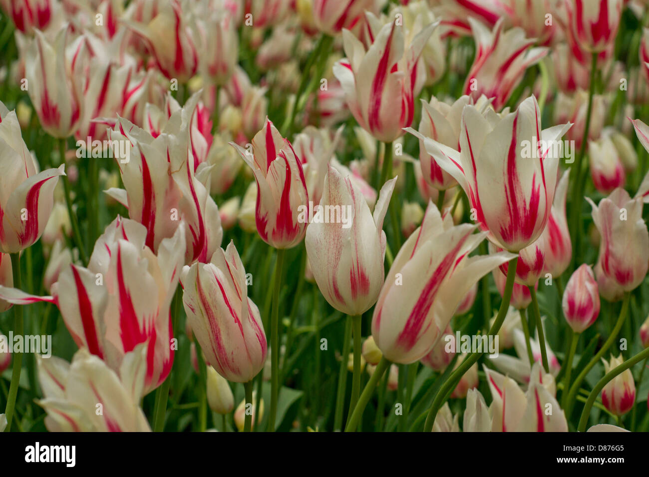 Striped red and white Marilyn lily Tulips Stock Photo