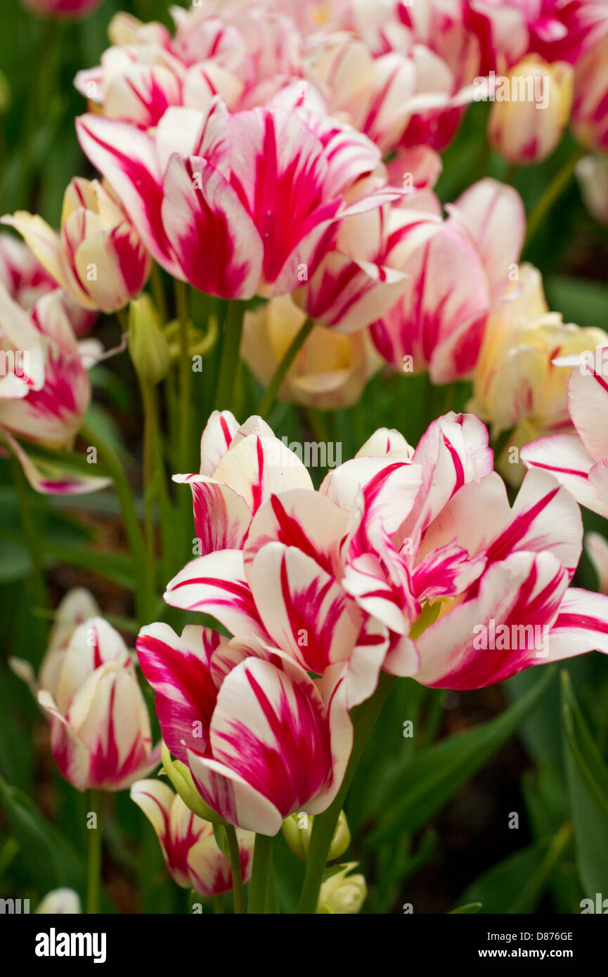 Pink and White Tulips Stock Photo