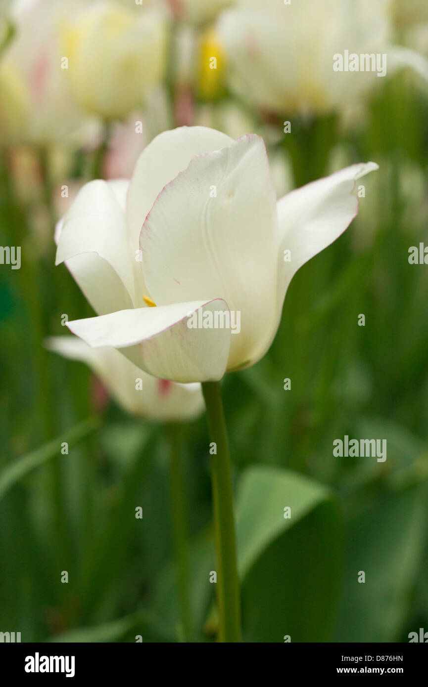 Delicate white Tulip Stock Photo