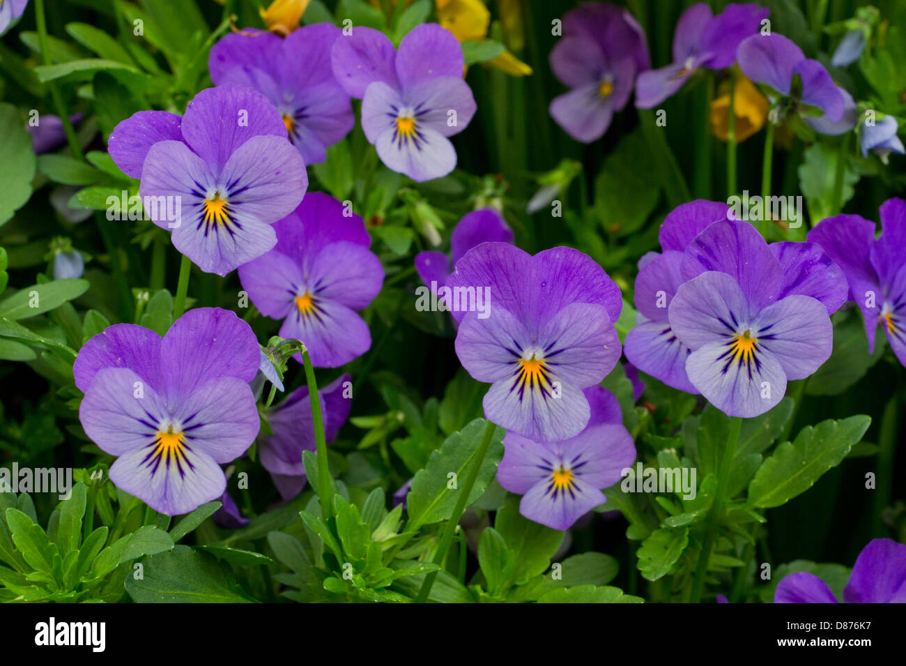 Blue violets in spring Stock Photo