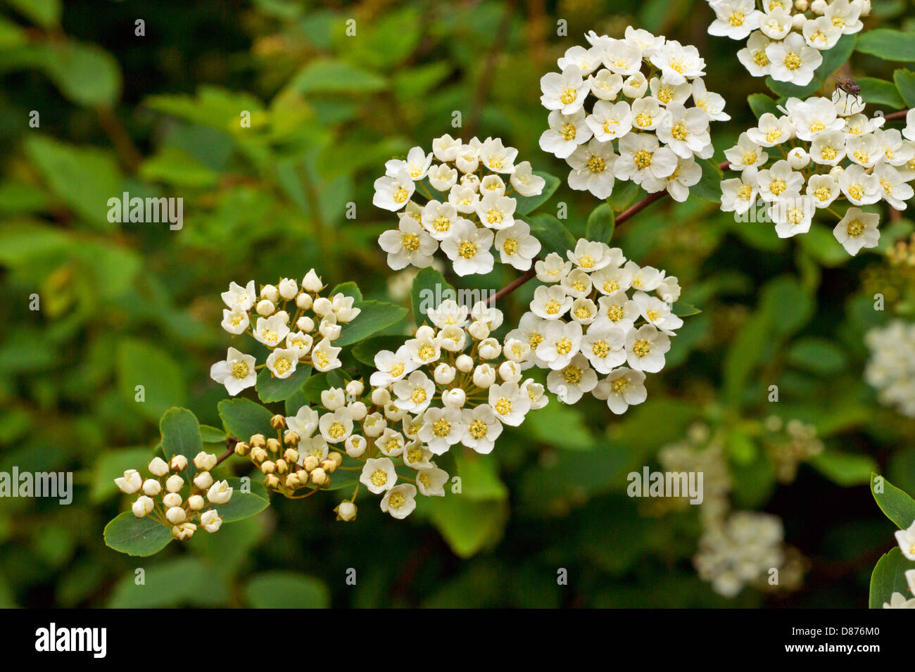 Hawthorn flowers Stock Photo