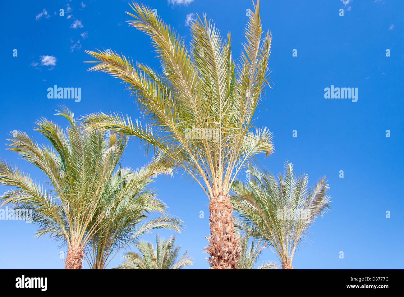 palms motel long beach