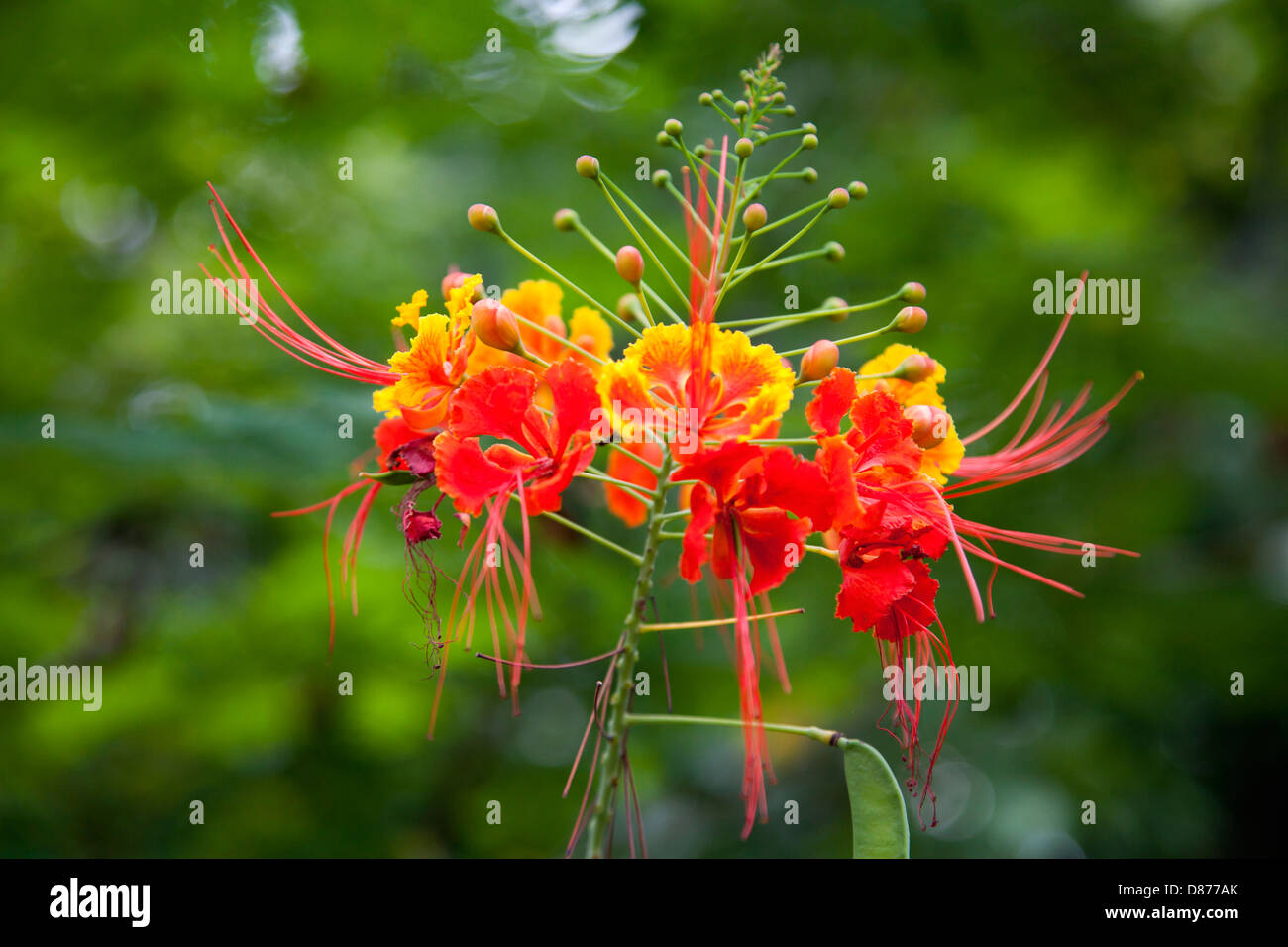 Brazil, View of peacock flowers Stock Photo