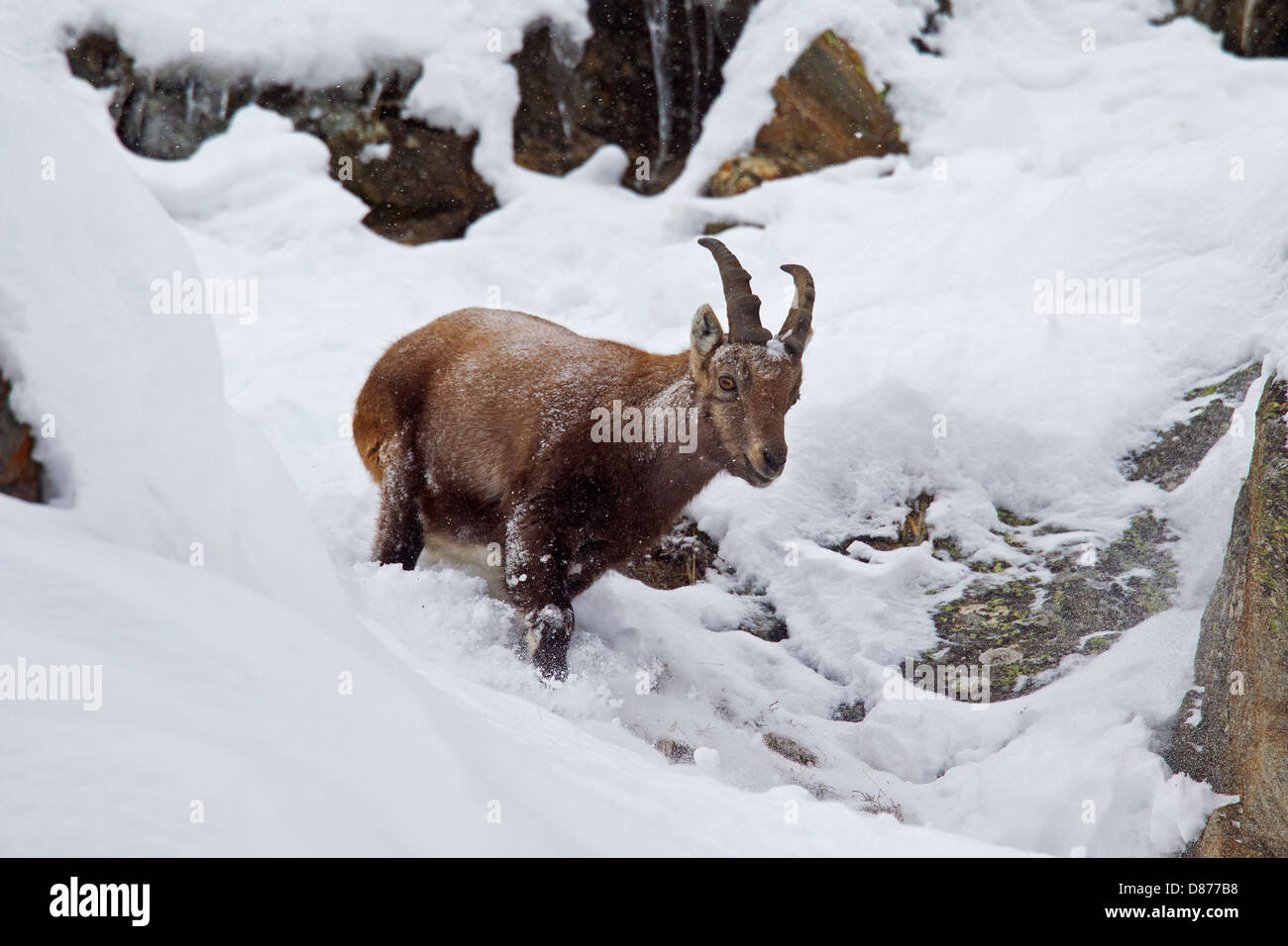 Alpine ibex (Capra ibex) female looking for food in rock face on mountain in winter in the Alps Stock Photo