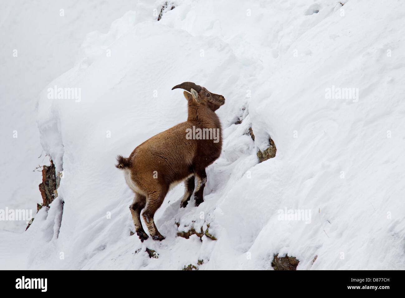 Alpine ibex (Capra ibex) female looking for food on mountain slope in winter in the Alps Stock Photo