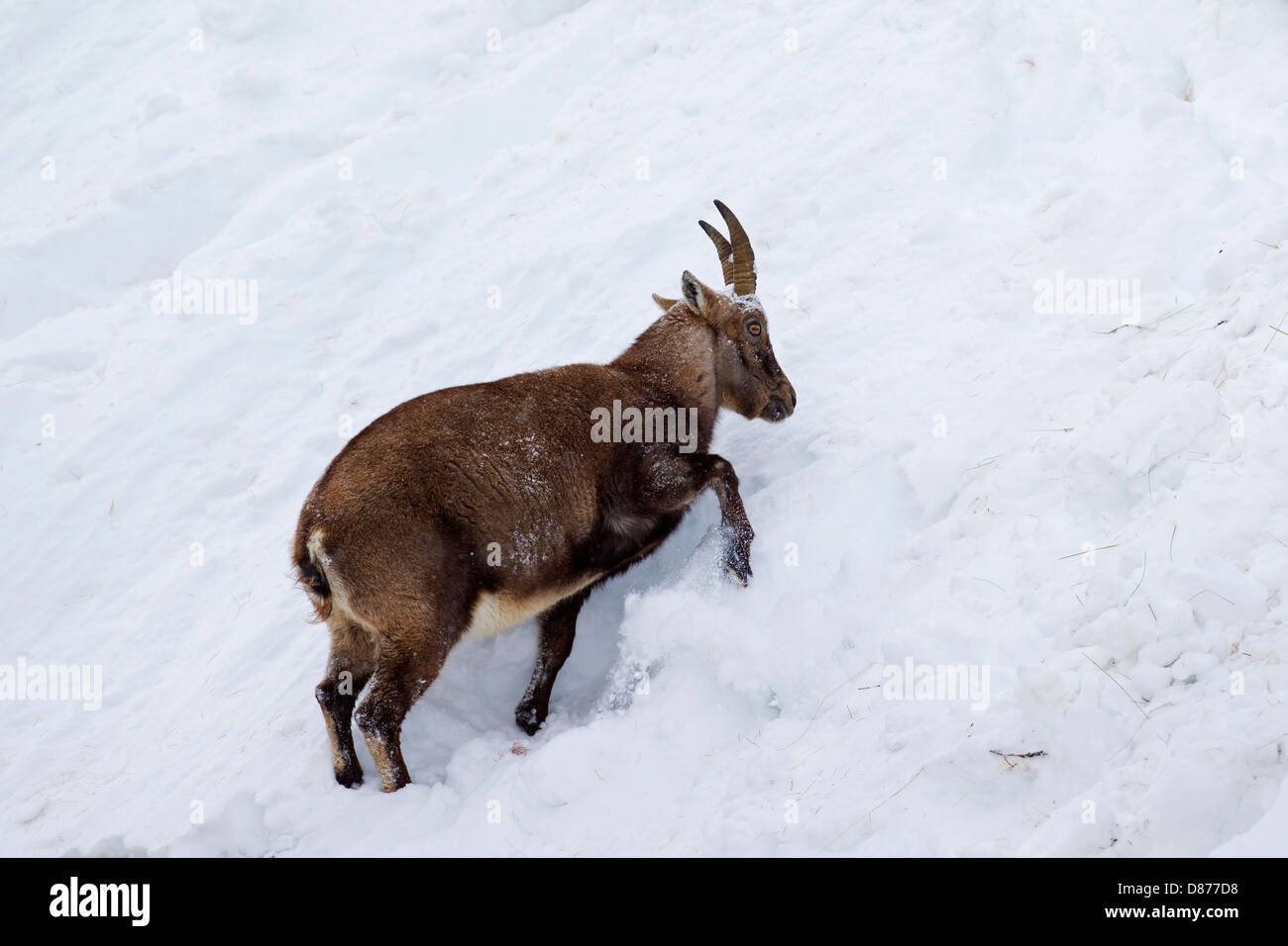 Alpine ibex (Capra ibex) female looking for food by scratching snow away on mountain slope in winter in the Alps Stock Photo