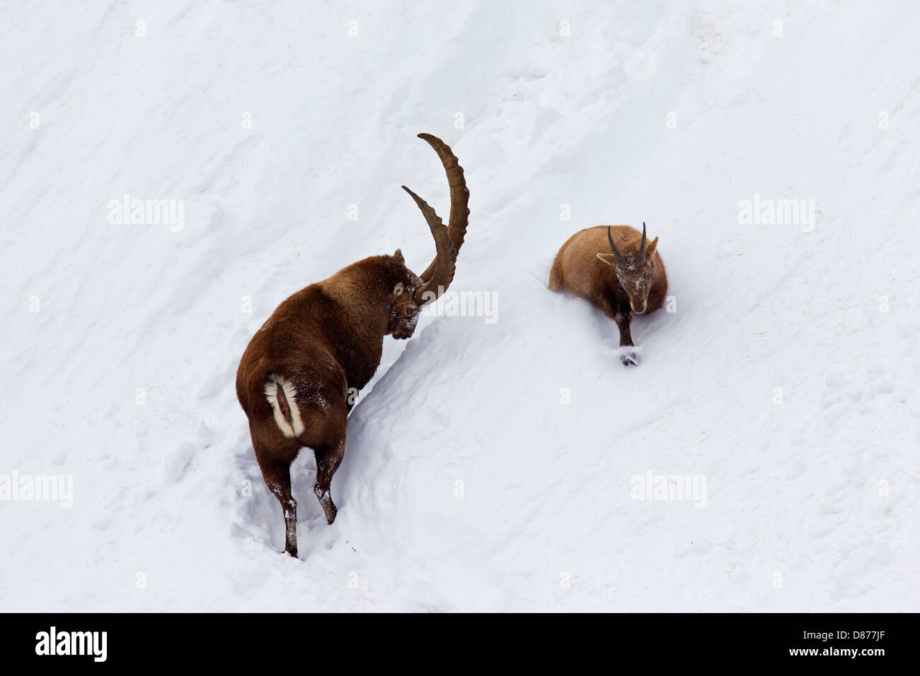 Alpine ibex (Capra ibex) male following female in heat on mountain slope in deep snow in winter during the rutting season Stock Photo