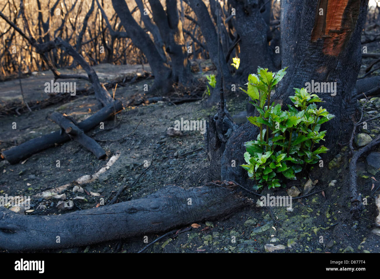 Spain, La Gomera, Fire damage in Garajonay National Park Stock Photo