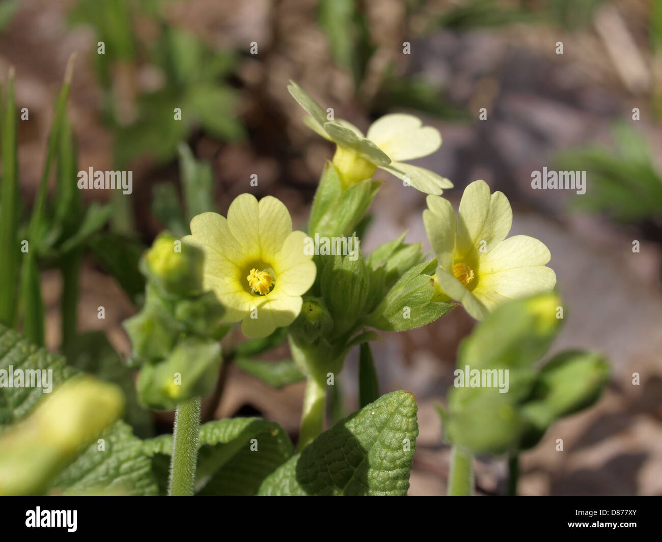 Oxlip, True oxlip / Primula elatior / Hohe Schlüsselblume, Wald-Schlüsselblume Stock Photo