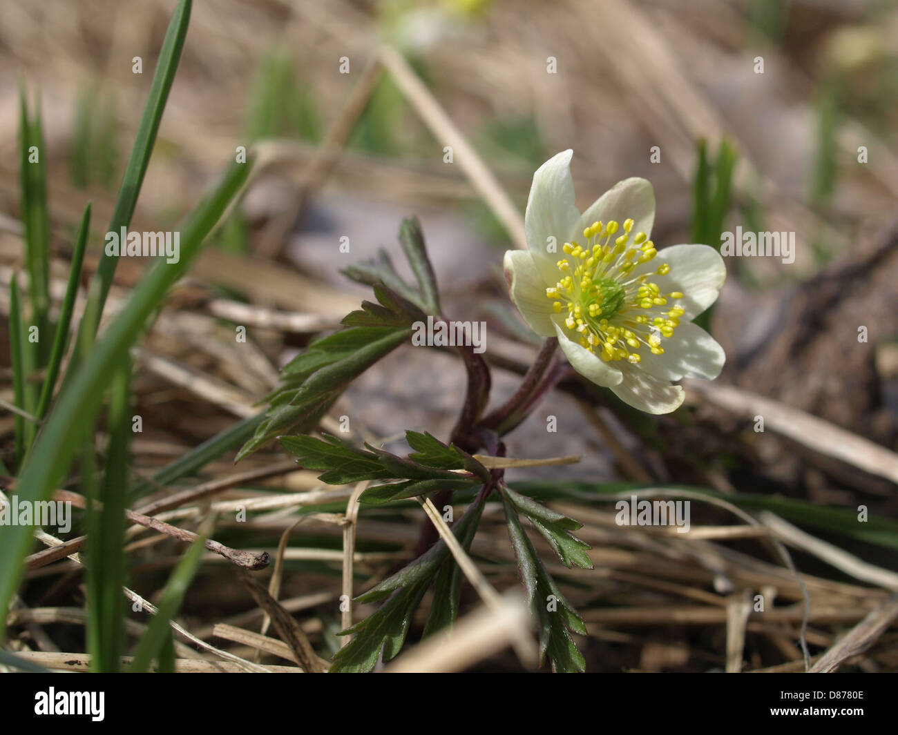 wood anemone / Anemone nemorosa / Buschwindröschen Stock Photo