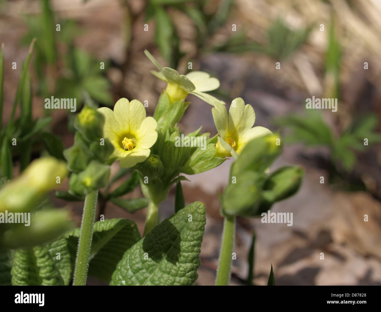 Oxlip, True oxlip / Primula elatior / Hohe Schlüsselblume, Wald-Schlüsselblume Stock Photo