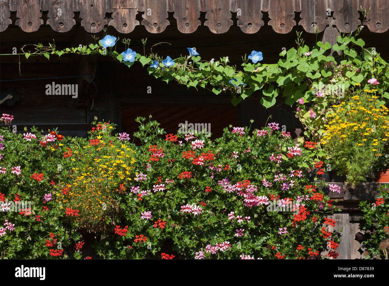 Germany, Various flower growing on balcony at farmhouse Stock Photo