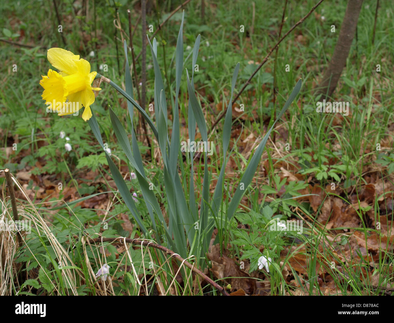 wild daffodil, Lent lily / Narcissus pseudonarcissus / Gelbe Narzisse, Osterglocke Stock Photo