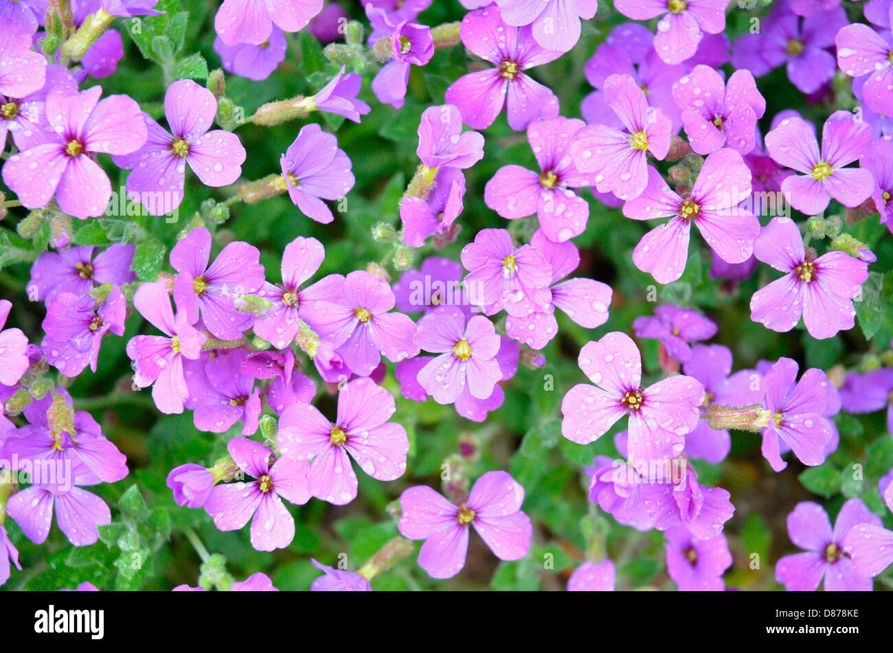 Aubretia flowers Stock Photo