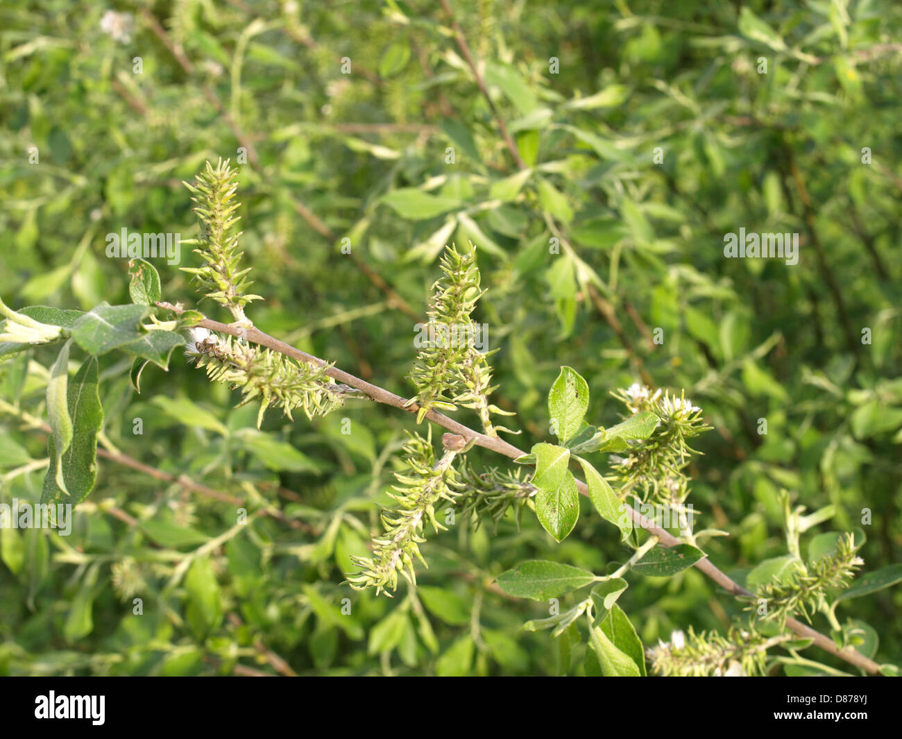 eared willow / Salix aurita / Ohr-Weide Stock Photo